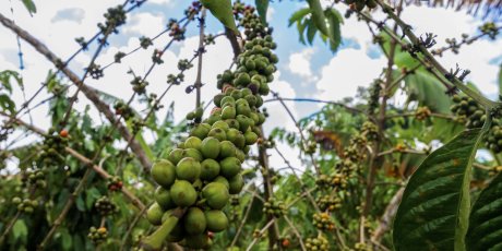 Sustainable farming in Uganda
